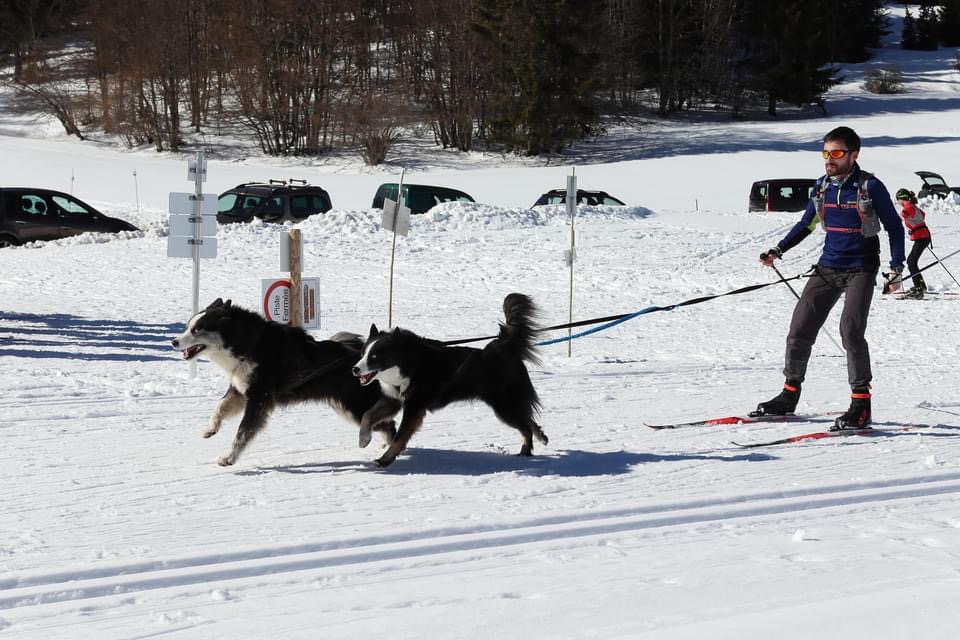 Brevet traîneau calendrier 2025 Société Centrale Canine